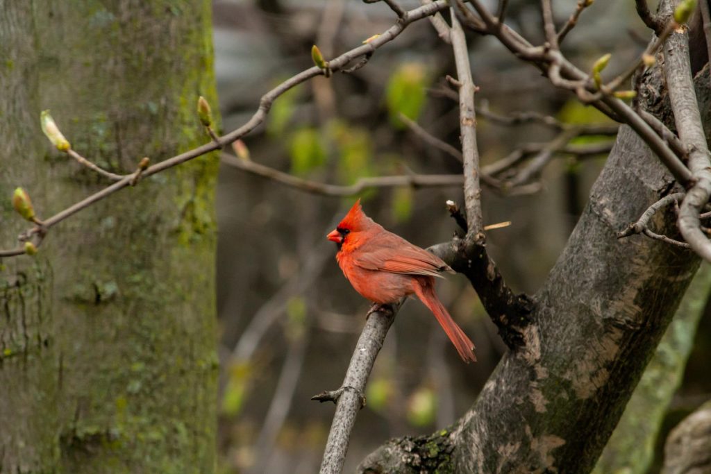 Cardinal