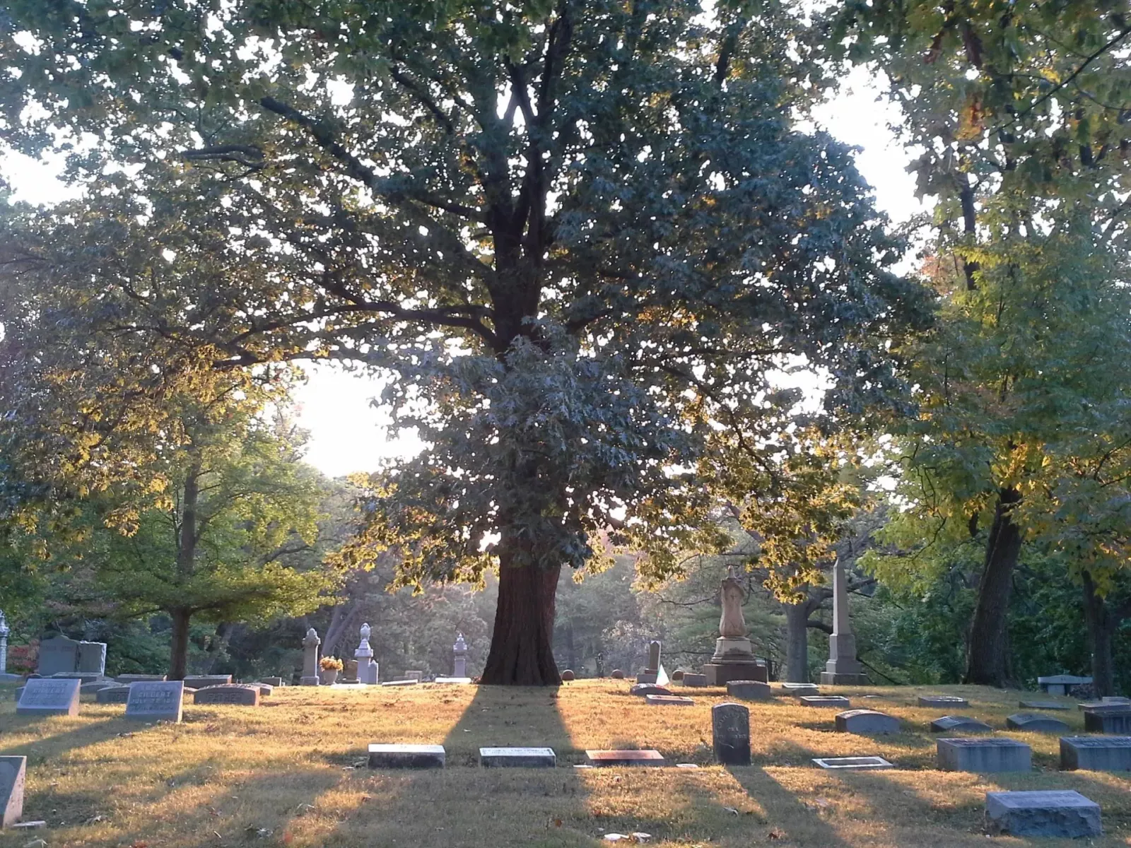 woodlawn cemetery